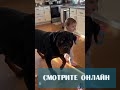 120 Pounds of Dog. Hiding From Ice. Behind a Two-Year-Old. 😂 #dog #puppy #pets #funny #baby